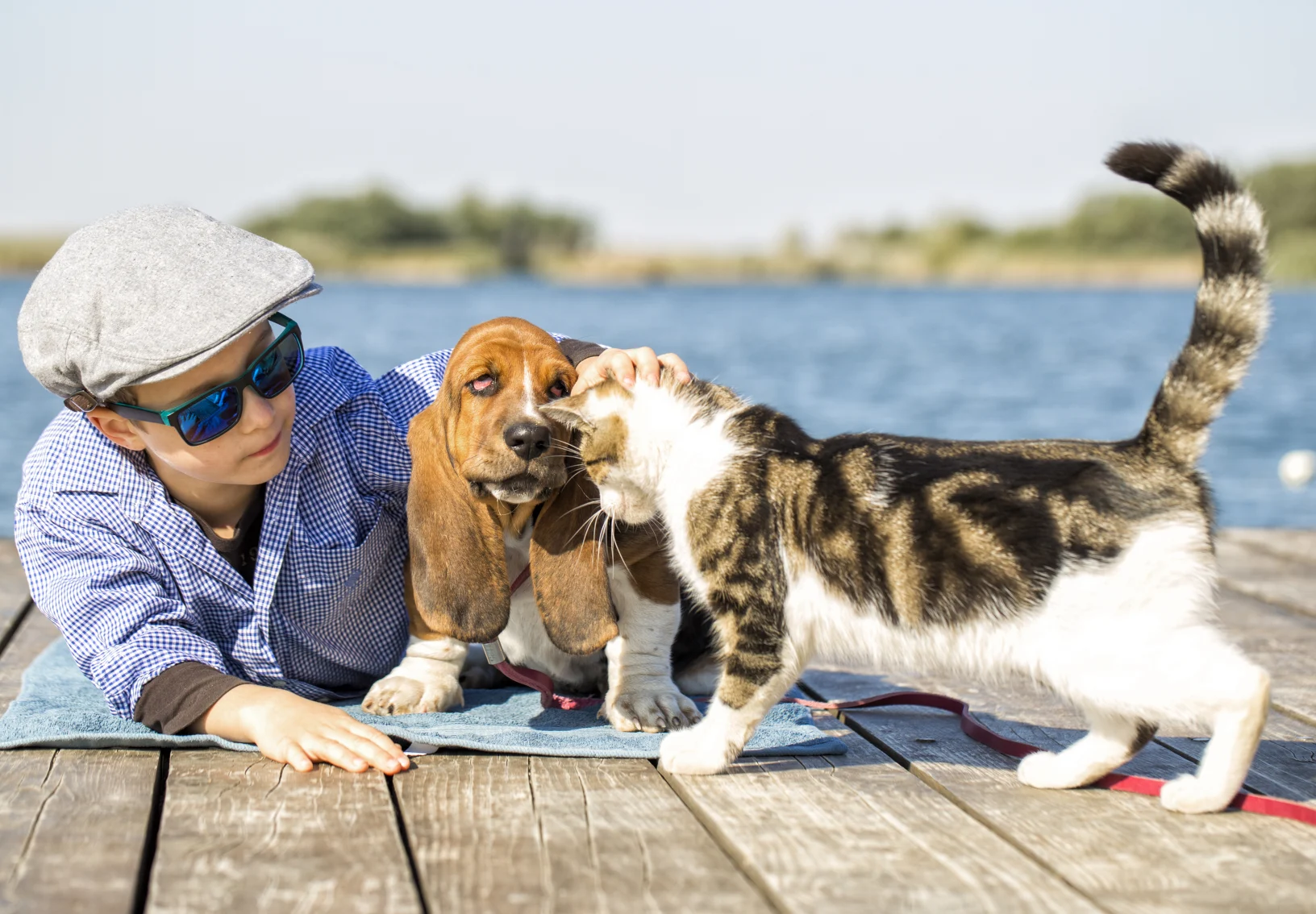 Cat and dog on a dock with a boy